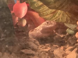 IMG_5285.jpeg