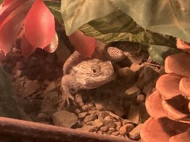 IMG_5283.jpeg