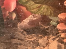 IMG_5284.jpeg