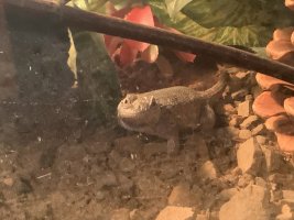 IMG_5286.jpeg