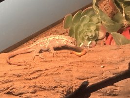 IMG_5611.jpeg