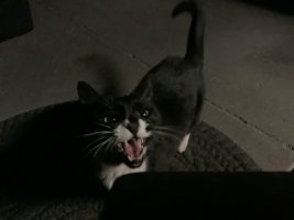 IMG_0018.jpeg