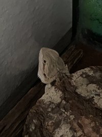 IMG_6301.jpeg