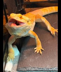 IMG_1609.jpeg