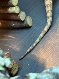 IMG_1421.jpeg
