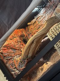 IMG_6515.jpeg