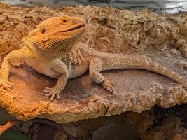 basking_gaping2.jpg