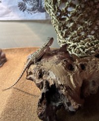 IMG_0175.jpeg
