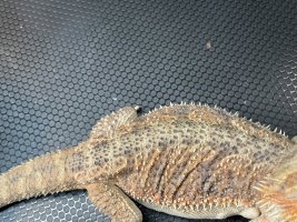 IMG_0846.jpeg
