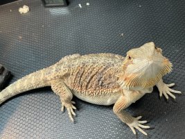 IMG_0845.jpeg