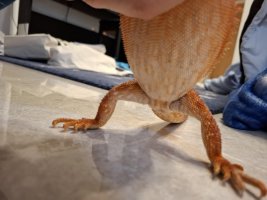 charizard marks.jpg