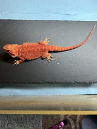IMG_7539.jpeg