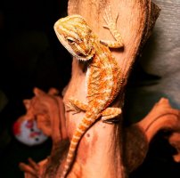 IMG_6368s.jpg