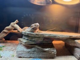 Mushu3.jpg