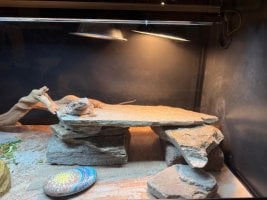 Mushu2.jpg