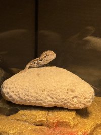 IMG_7082.jpeg