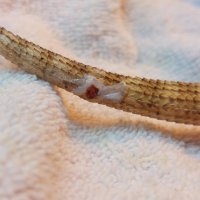 Pyro Tail Abscess 9 days of treatment.jpg