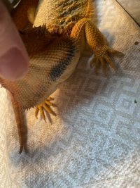 IMG_8591.jpeg
