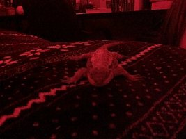 IMG_2139.jpeg