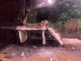 IMG_0754.jpeg