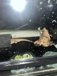 IMG_1004.jpeg