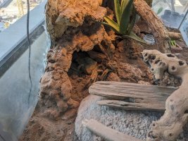second_brumation2.jpg