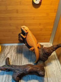Blaze 1-27-2020.jpg