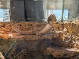 after_two_weeks_brumation.jpg