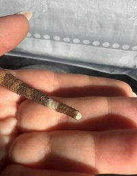IMG_7665.jpeg