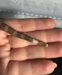 IMG_7666.jpeg