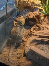 pancake_before_breakfast.jpg