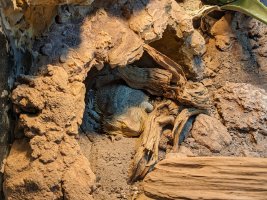 again_brumation.jpg
