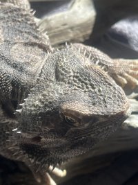 IMG_5232.jpeg