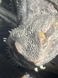 IMG_5233.jpeg