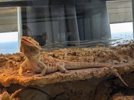 basking_gaping1.jpg