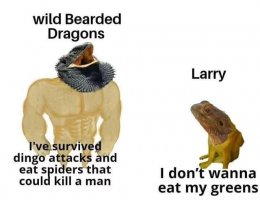 something-we-dragon-owners-can-all-relate-to-v0-jriaxrbb28ie1.jpeg