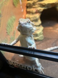 IMG_2339.jpeg