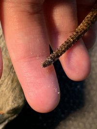IMG_6003.jpeg