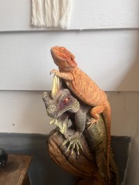 IMG_0061.jpeg