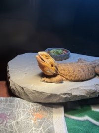 IMG_3297 Small.jpeg