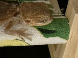 IMG_2206.jpeg