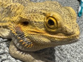 IMG_3347.jpeg