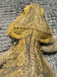 IMG_3345.jpeg
