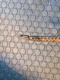 IMG_6454.jpeg