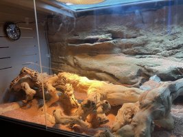 IMG_6623.jpeg