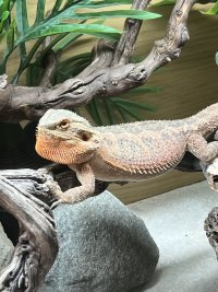 IMG_9060.jpeg