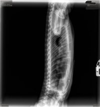 thumbnail_Wholebody Lateral.jpg