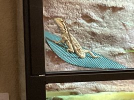 IMG_2497.jpeg