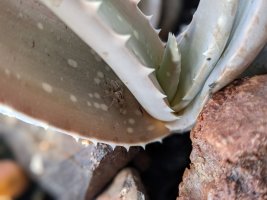 springspinne.jpg