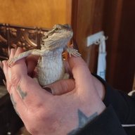FalkorThe Dragon